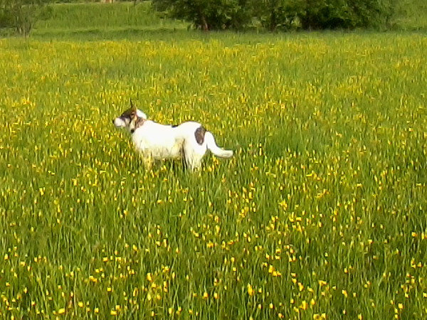 med_Blumenkind.jpg (600 x 450)